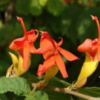 Helicteres isora L.